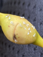 Pemphigus populitransversus