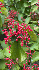 Viburnum dilatatum