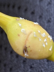 Pemphigus populitransversus