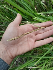 Stenotaphrum secundatum