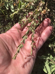 Phyllanthus polygonoides