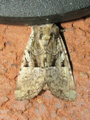 Meropleon diversicolor