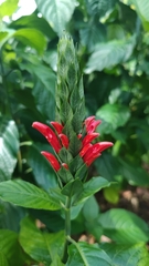 Pachystachys coccinea