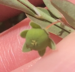 Phyllanthus polygonoides