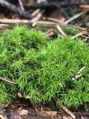 Dicranum montanum