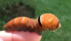 Papilio multicaudata