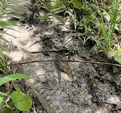 Agrionoptera longitudinalis