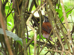 Pheugopedius mystacalis