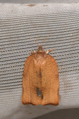 Cacoecimorpha pronubana