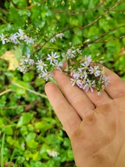 Symphyotrichum cordifolium