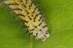 Periclista lineolata