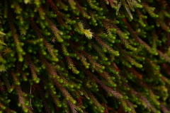Selaginella wallacei