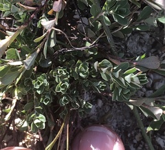 Phyllanthus polygonoides