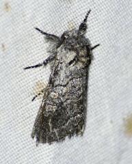 Pseudopanthea palata