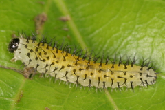 Periclista lineolata