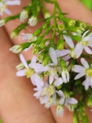 Symphyotrichum cordifolium