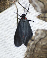 Lycomorpha splendens