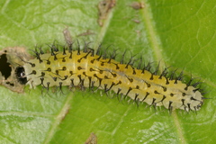 Periclista lineolata
