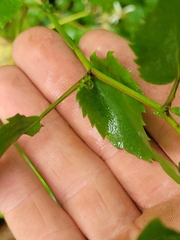 Symphyotrichum cordifolium
