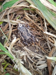 Pristimantis unistrigatus