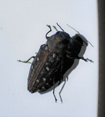 Chrysobothris octocola