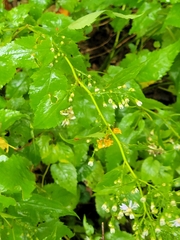 Symphyotrichum cordifolium