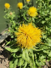 Centaurea macrocephala