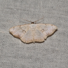 Lepidoptera