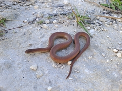 Duberria lutrix