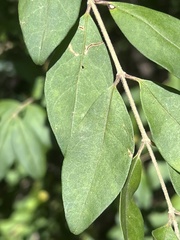 Oleaceae
