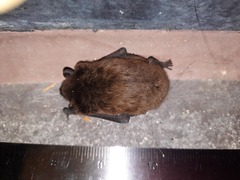 Nycticeius humeralis
