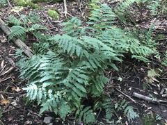 Dryopteris goldieana