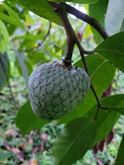 Annona montana