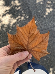 Platanus