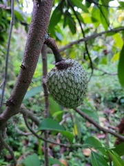 Annona montana