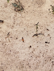 Aculeata