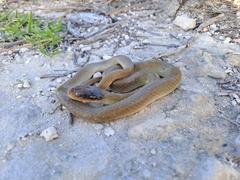 Crotaphopeltis hotamboeia
