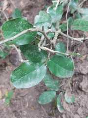 Drypetes mossambicensis