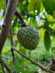 Annona montana