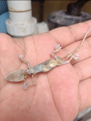 Hemidactylus frenatus