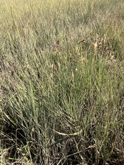 Distichlis spicata