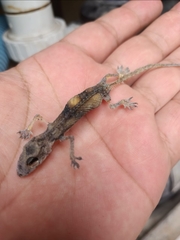 Hemidactylus frenatus