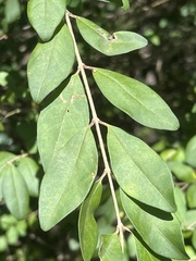Oleaceae