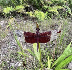 Camacinia gigantea
