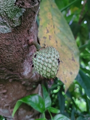 Annona montana