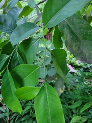 Annona montana