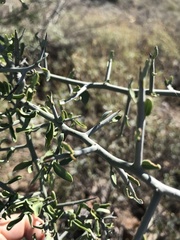 Sarcomphalus obtusifolius