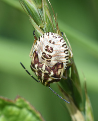 Carpocoris