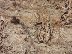 Oenanthe hispanica
