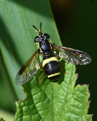 Chrysotoxum bicinctum